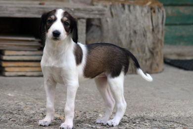 Saluki