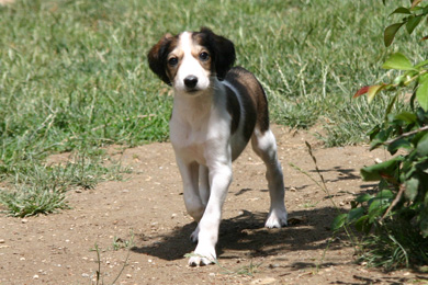 Saluki