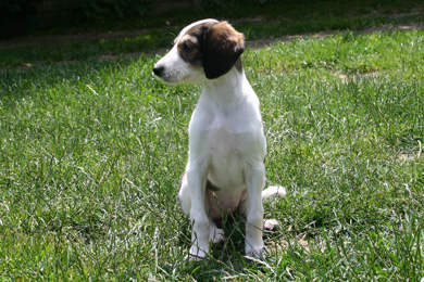 Saluki