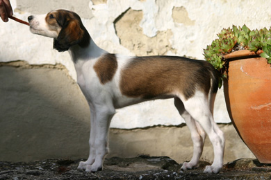 Saluki