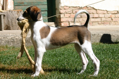 Saluki