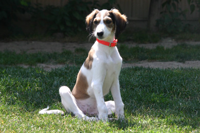 Saluki