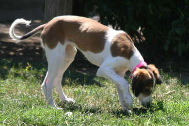 Saluki