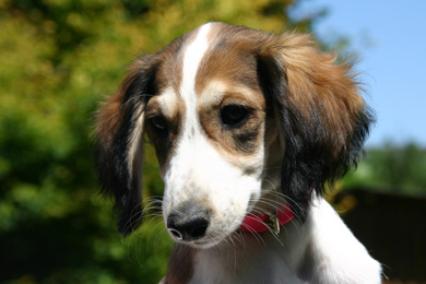 Saluki