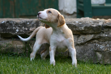 Saluki