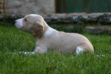 Saluki