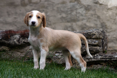 Saluki