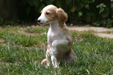 Saluki