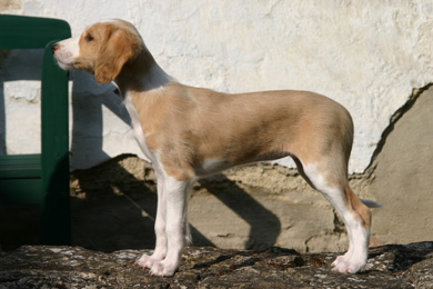 Saluki