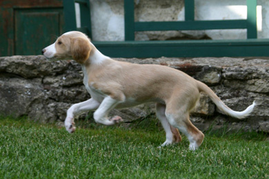 Saluki