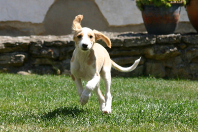 Saluki