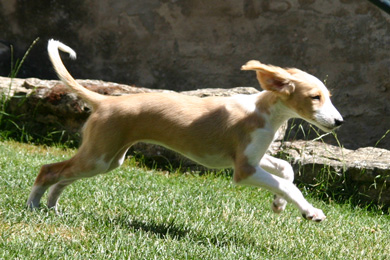 Saluki