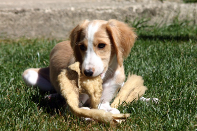 Saluki