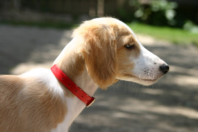 Saluki