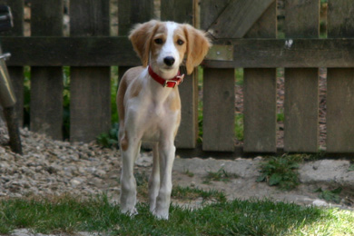 Saluki