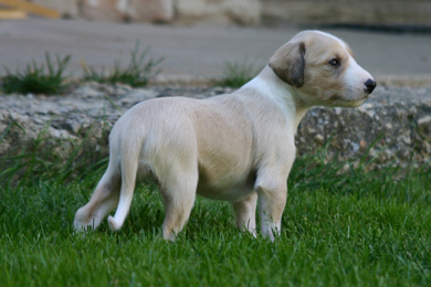 Saluki