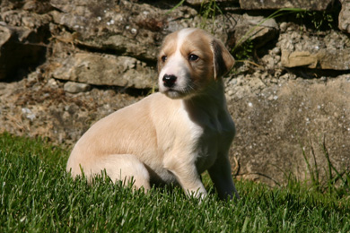 Saluki