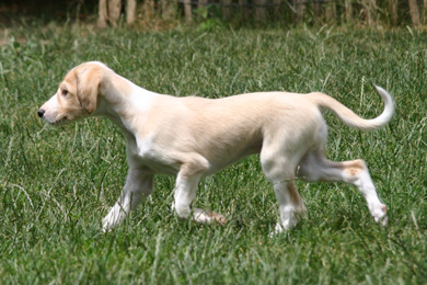 Saluki