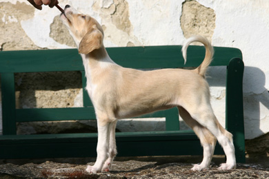 Saluki