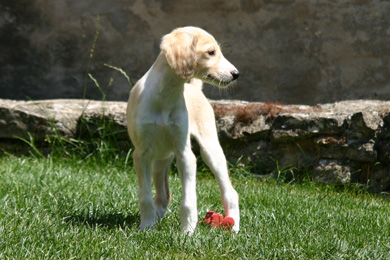 Saluki