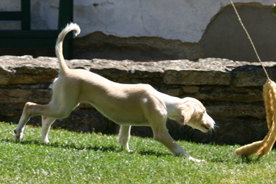 Saluki