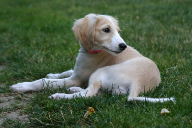 Saluki