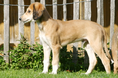 Saluki