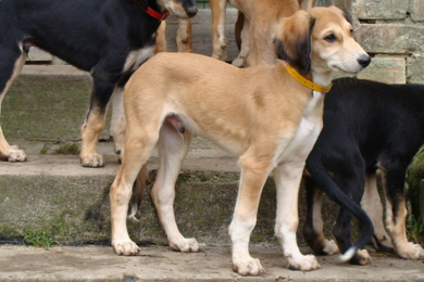 Saluki