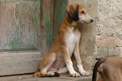 Saluki