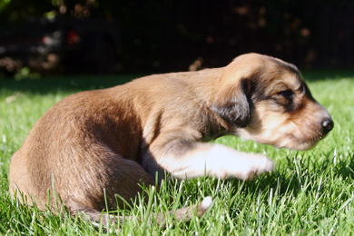 Saluki