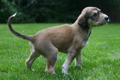 Saluki