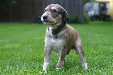 Saluki