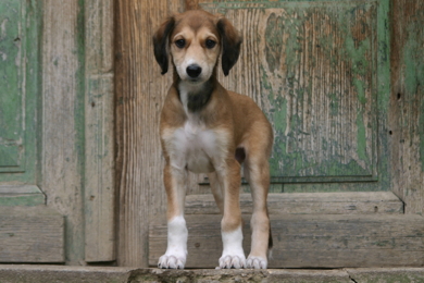 Saluki