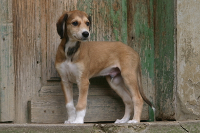 Saluki