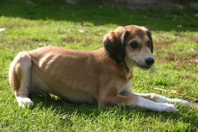 Saluki