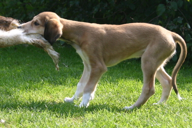 Saluki