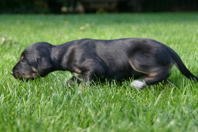 Saluki