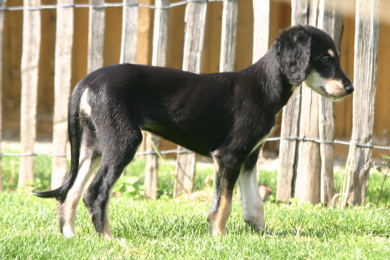 Saluki