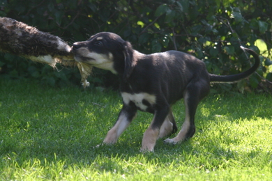 Saluki