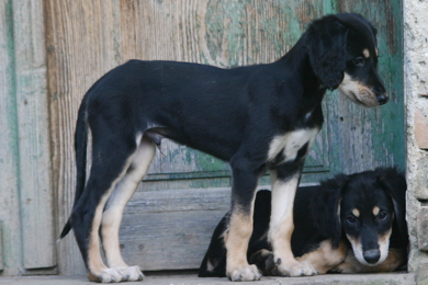 Saluki