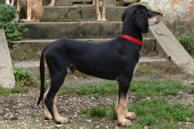 Saluki