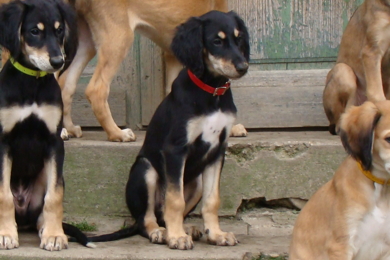 Saluki