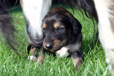 Saluki