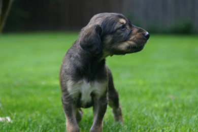 Saluki