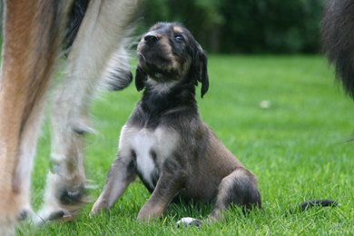 Saluki