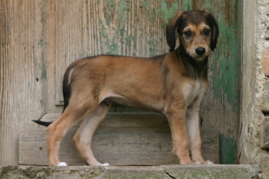 Saluki