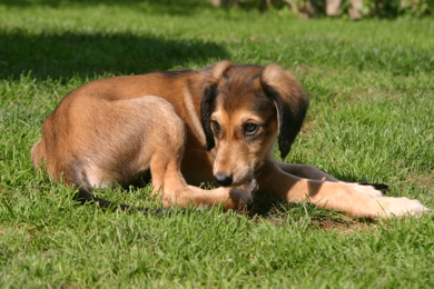 Saluki