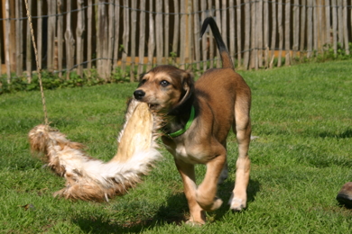 Saluki