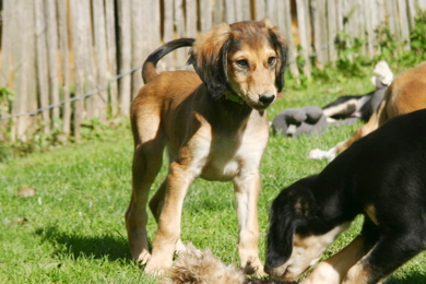 Saluki