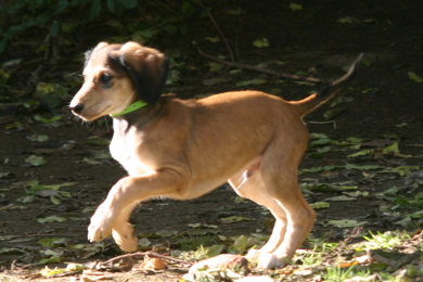 Saluki